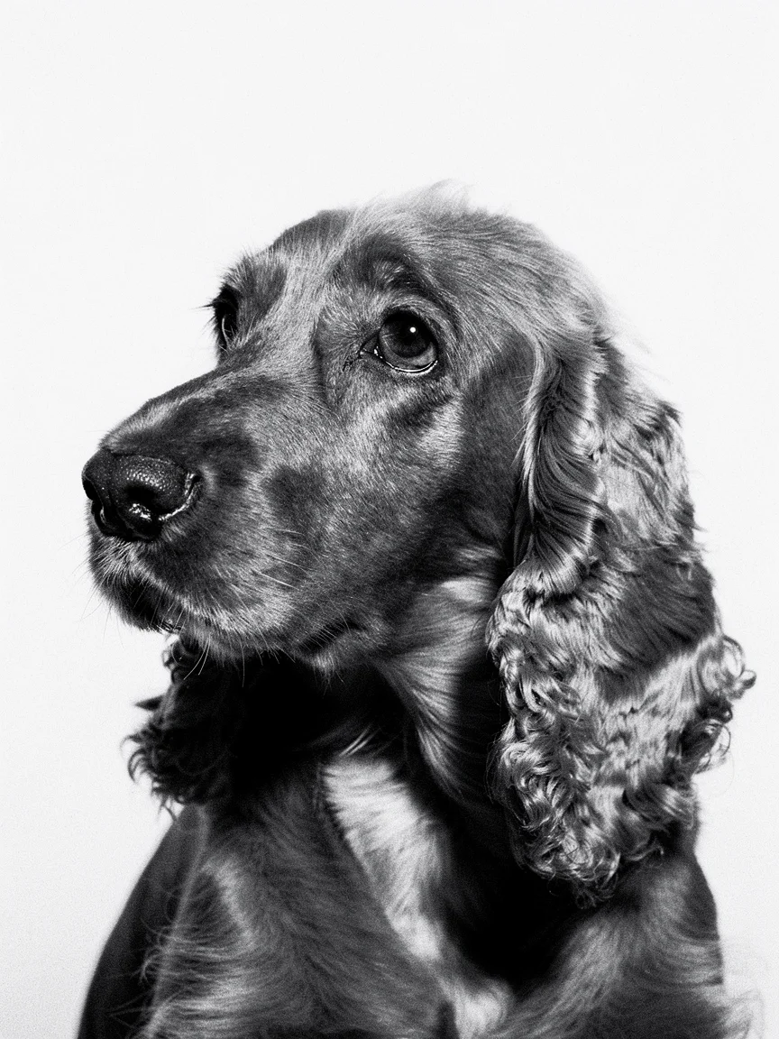 Muestra del retrato B&W Portrait